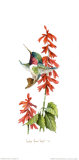 Colibrí vibrador con salvia Láminas por Carolyn Shores-Wright Colibrí vibrador con salvia Láminas por Carolyn Shores-Wright
