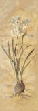 White Narcissus Panel Reprodukcje autor Cheri Blum White Narcissus Panel Reprodukcje autor Cheri Blum