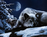 Sleeping Wolf and Lookout Prints by Kevin Daniel