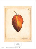 Feuille de cornouiller Affiches par Meg Page