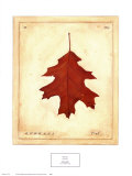Hoja de roble Pósters por Meg Page