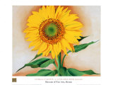 Sunflower Prints by Georgia O'Keeffe