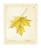 Maple Leaf Art by Meg Page