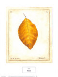 Beech Leaf Posters by Meg Page