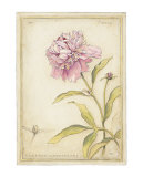 Peony I V Poster by Meg Page