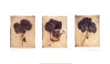 Hydrangeas Prints by Amy Melious Hydrangeas Prints by Amy Melious