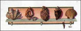 Colección de conchas II Lámina por Peggy Jo Ackley