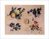 Winter Fruits Poster by Susan Zulauf Winter Fruits Poster by Susan Zulauf