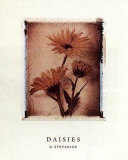 Daisy Study I Posters by Dick & Diane Stefanich