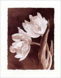 Tulips Posters by Dick & Diane Stefanich
