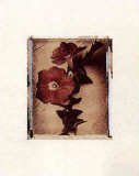 Petunia Study III Print Petunia Study III Print