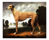 Greyhound in a Parkland Landscape Posters by Christine Merrill