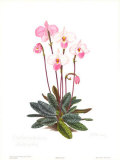 Orchid, Plate III Posters by Esme Hennessy