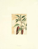 Red Pepper Posters by Walter H. Fitch