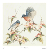 Pájaro azul del este III Pósters por Jean Cassady