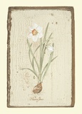 Narcissus Prints by Lisa Canney Chesaux