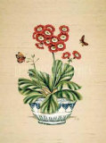 Auricula Whimsy Posters by P. Bowden