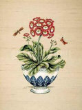 Auricula Serendipity Posters by P. Bowden