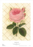 Rosa enrejada III Póster por Susan Davies