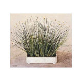 Bare Grass II Posters by Galley 