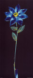 Marguerite bleu nuit Affiche par Alfred Gockel