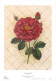 Trellis Rose IV Art by Susan Davies