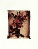 Rose Study II Print by Richard Henson