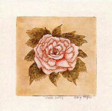 Blush Peony Poster by Mary Hughes