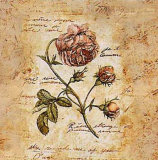赤い薔薇 プリント - スティーヴ・リール