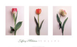 Tulips Poster by Jeff Milstein