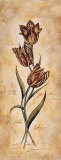 Tulip Posters by Steve Leal