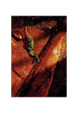 Jalapenos Posters by Yves Paquin