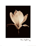 Magnolia Posters par Alan Majchrowicz