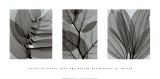 Leaf Collection Posters by Steven N. Meyers