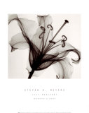 Lys muscadet Affiche par Steven N. Meyers