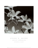 Orquídea Dendrobium Pósters por Steven N. Meyers
