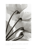 Cyclamen Study No.4 Pósters por Steven N. Meyers Cyclamen Study No.4 Pósters por Steven N. Meyers