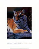 Bengal Tiger Pósters por Daniel Smith Bengal Tiger Pósters por Daniel Smith
