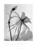 Columbine II Poster by Steven N. Meyers