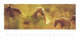 Caballos tordos Pósters por David R. Stoecklein