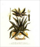 Aloe Mucronato Poster by Johann Wilhelm Weinmann