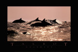 Dauphins et marsouins Posters par Bob Talbot
