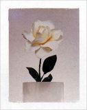 Rose Poster by Dick & Diane Stefanich
