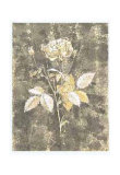 Silver Rose II Poster von Antonietta Vernice