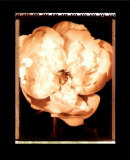 Beautiful Flower III Poster von Gerard Van Hal