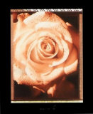 Beautiful Flower II Poster por Gerard Van Hal