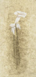 Calla Lilies Print by B. J. Zhang