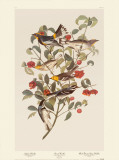 Audubon Warbler Poster by John James Audubon