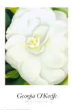 Weiße Kamelie Kunstdrucke von Georgia O'Keeffe