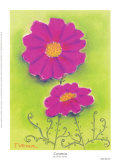 Cosmos Bipinnatus Poster di Dona Turner